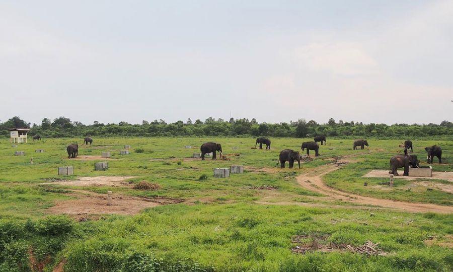 Taman Nasional Way Kambas Terkenal dengan Tempat Konservasi Gajah